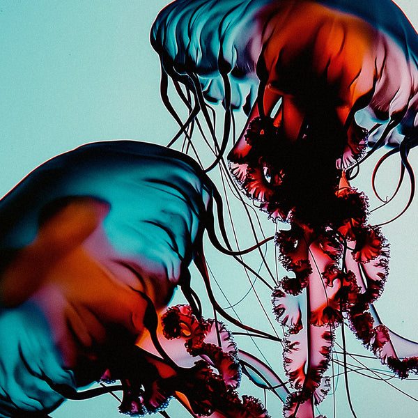 Jellyfish mucin: skincare innovation