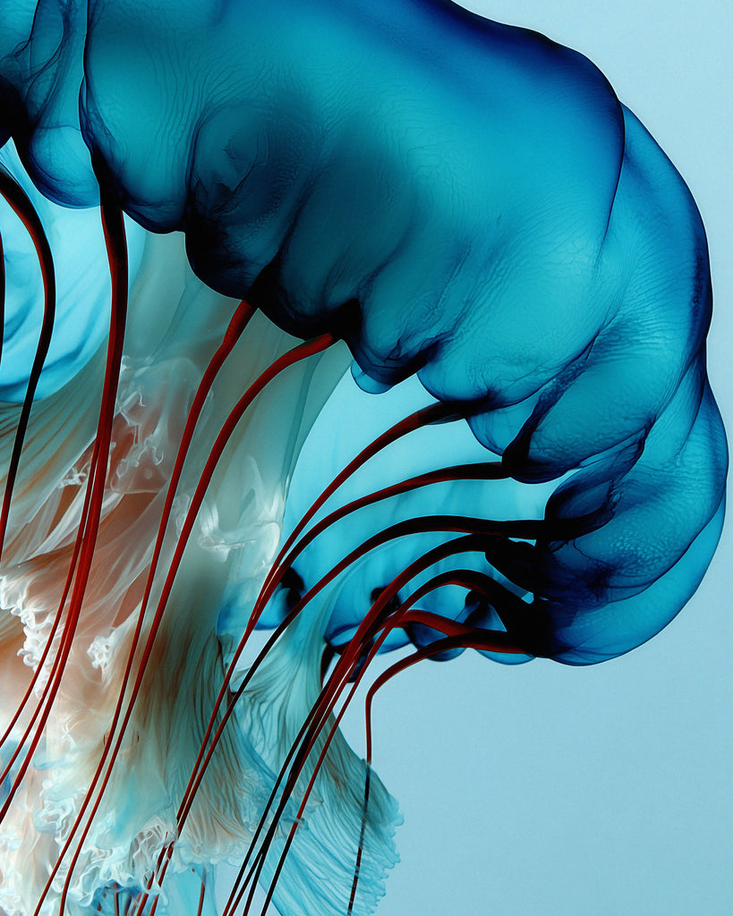 Le pouvoir de la méduse