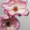 The Rose Balm