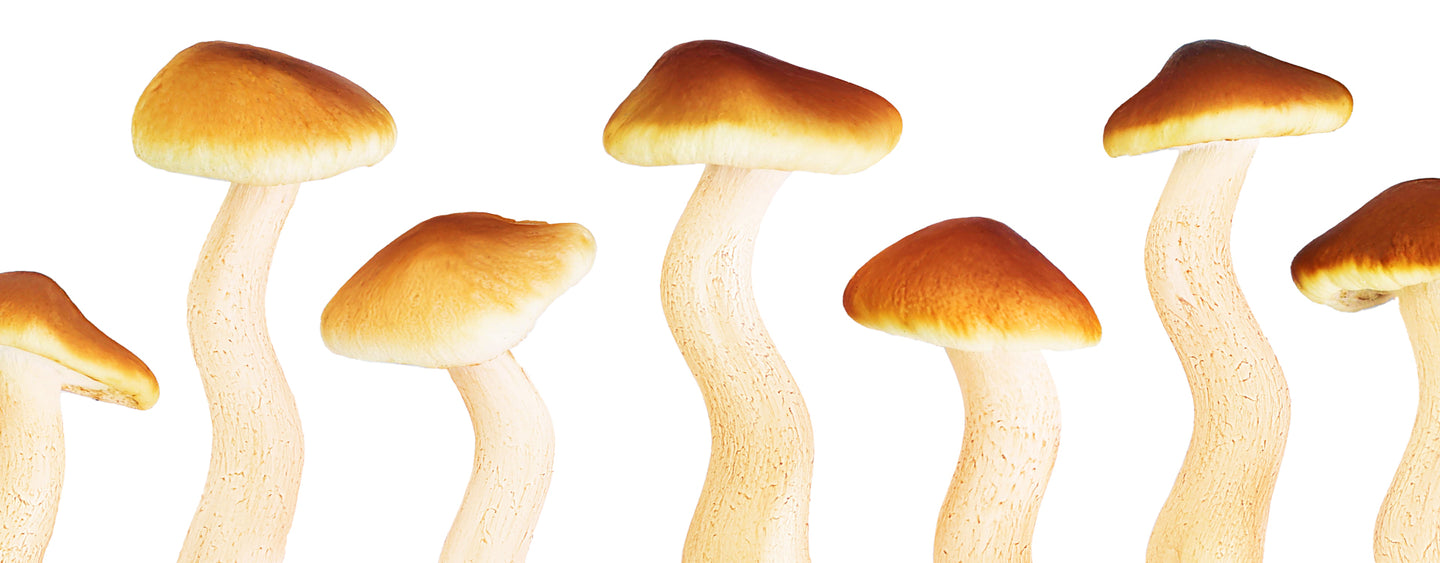 Kaufe für €60 ein – erhalte The Shroom Essence